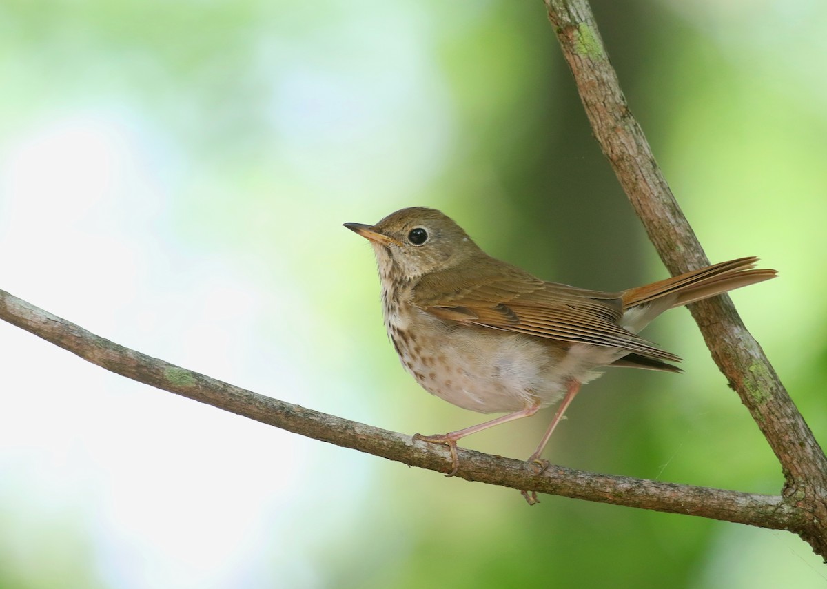 Hermit Thrush (faxoni/crymophilus) - Aaron Graham