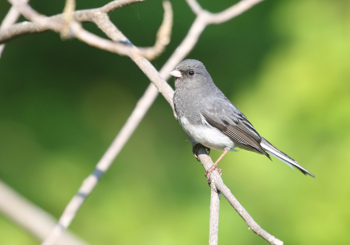 Junco ardoisé (hyemalis/carolinensis) - ML584637221