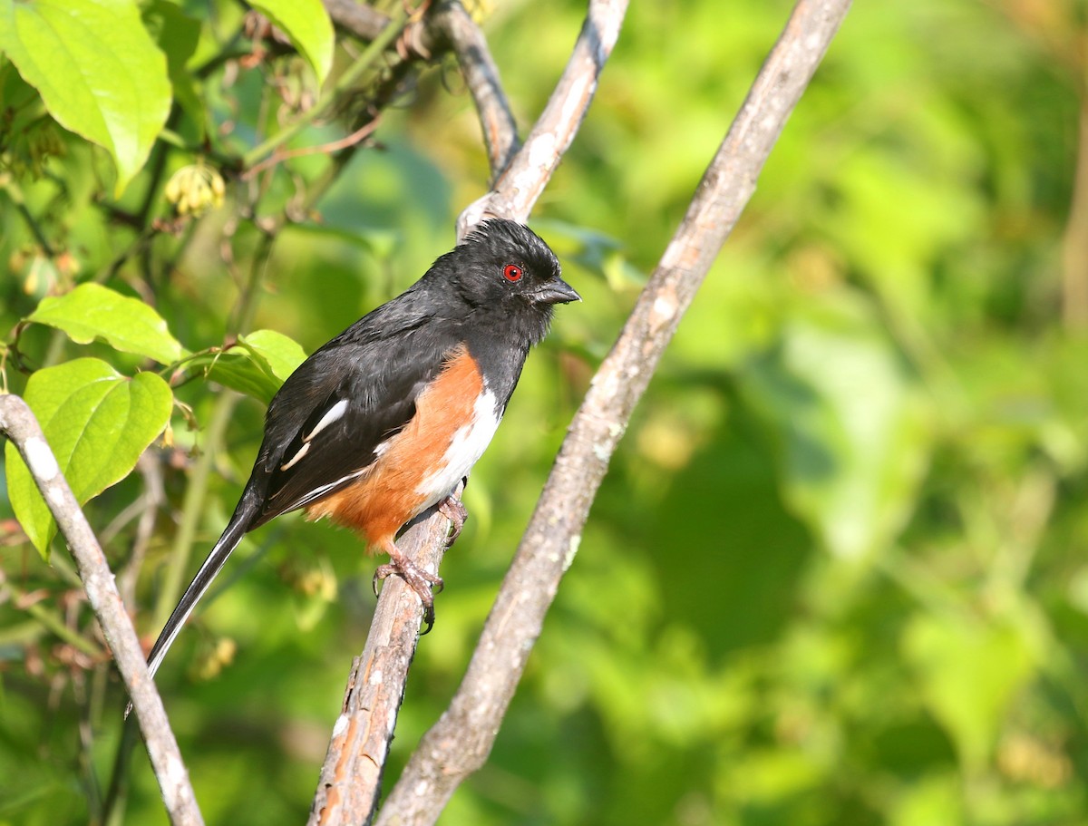 Eastern Towhee - ML584637691