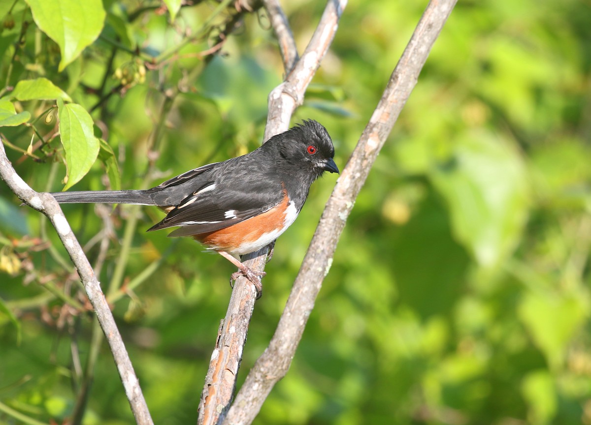 Eastern Towhee - ML584637711