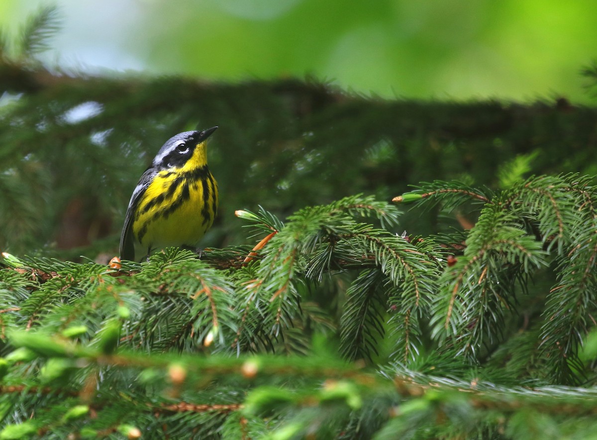 Magnolia Warbler - ML584637821