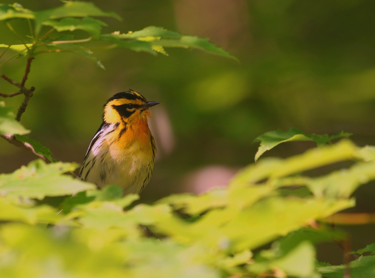 Blackburnian Warbler - ML584637851