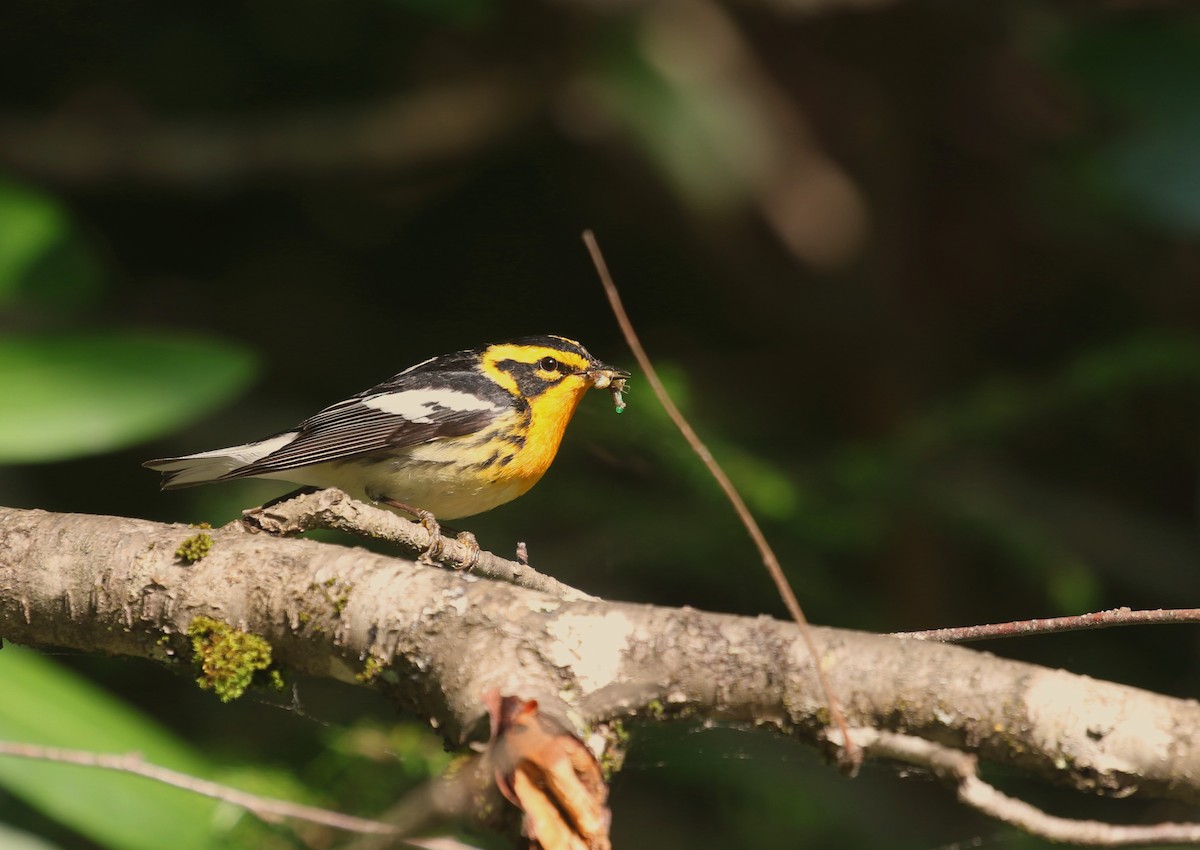 Blackburnian Warbler - Aaron Graham