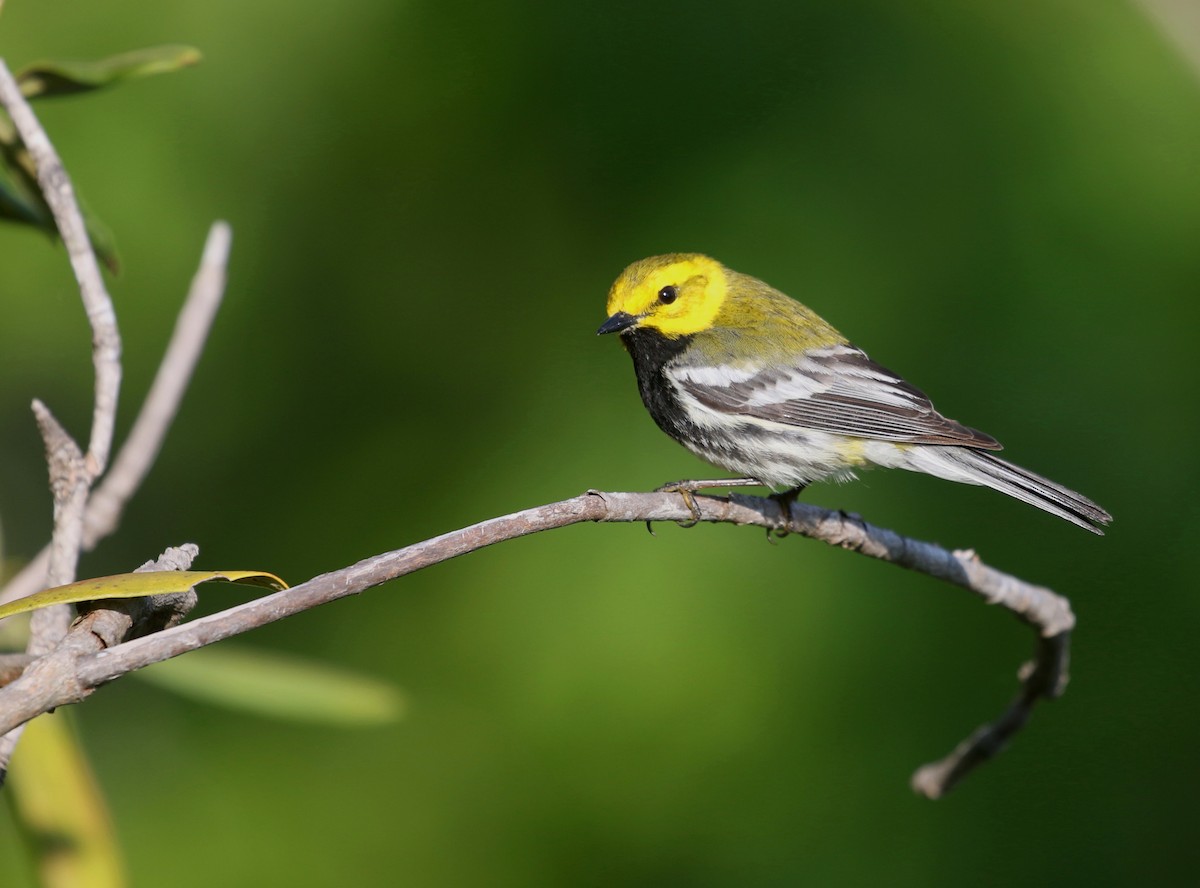 Black-throated Green Warbler - Aaron Graham