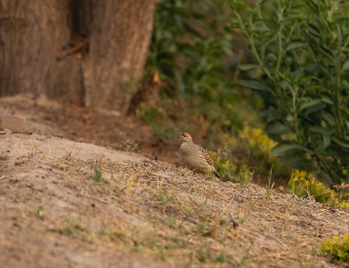 Gray Francolin - ML584639331