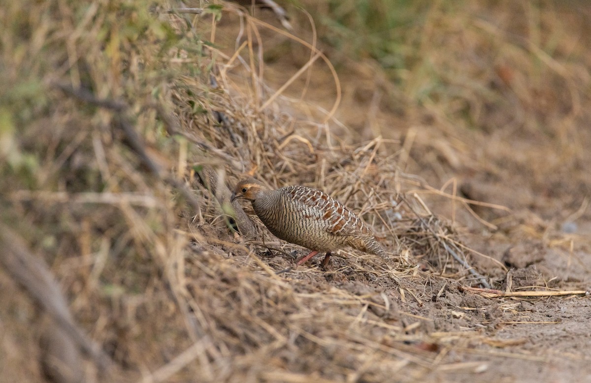 Francolin gris - ML584639391