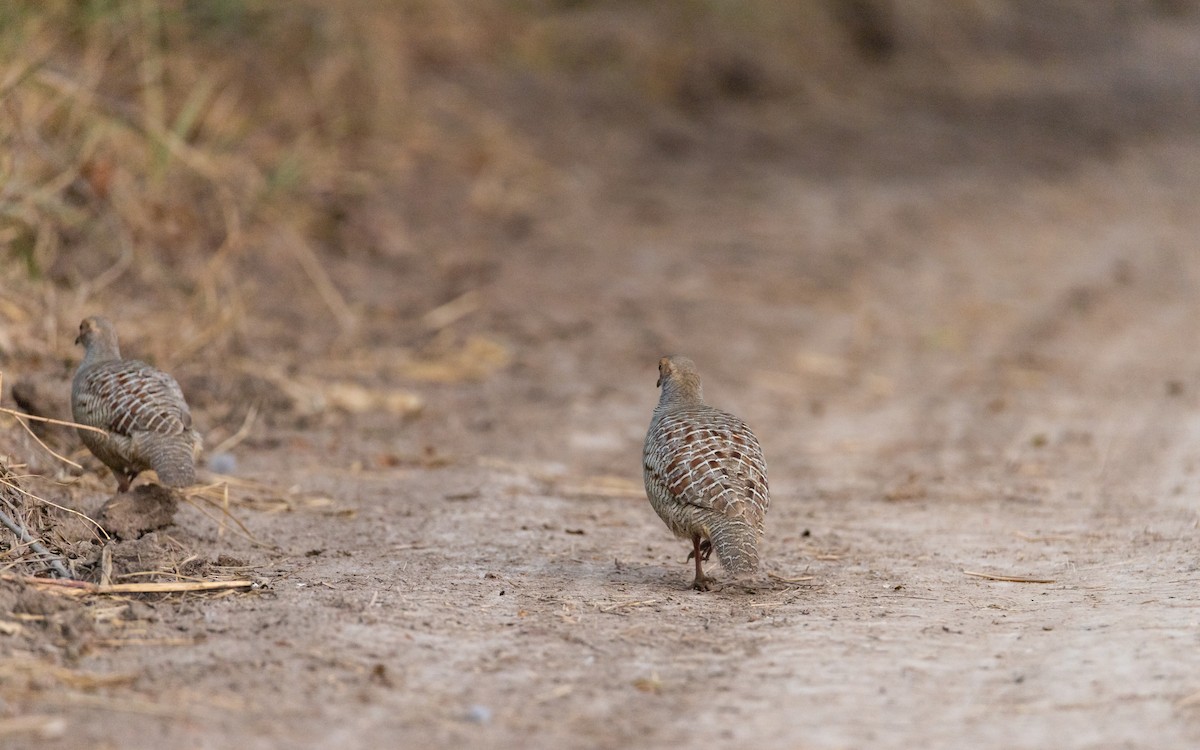 Gray Francolin - Muhammad Hamza