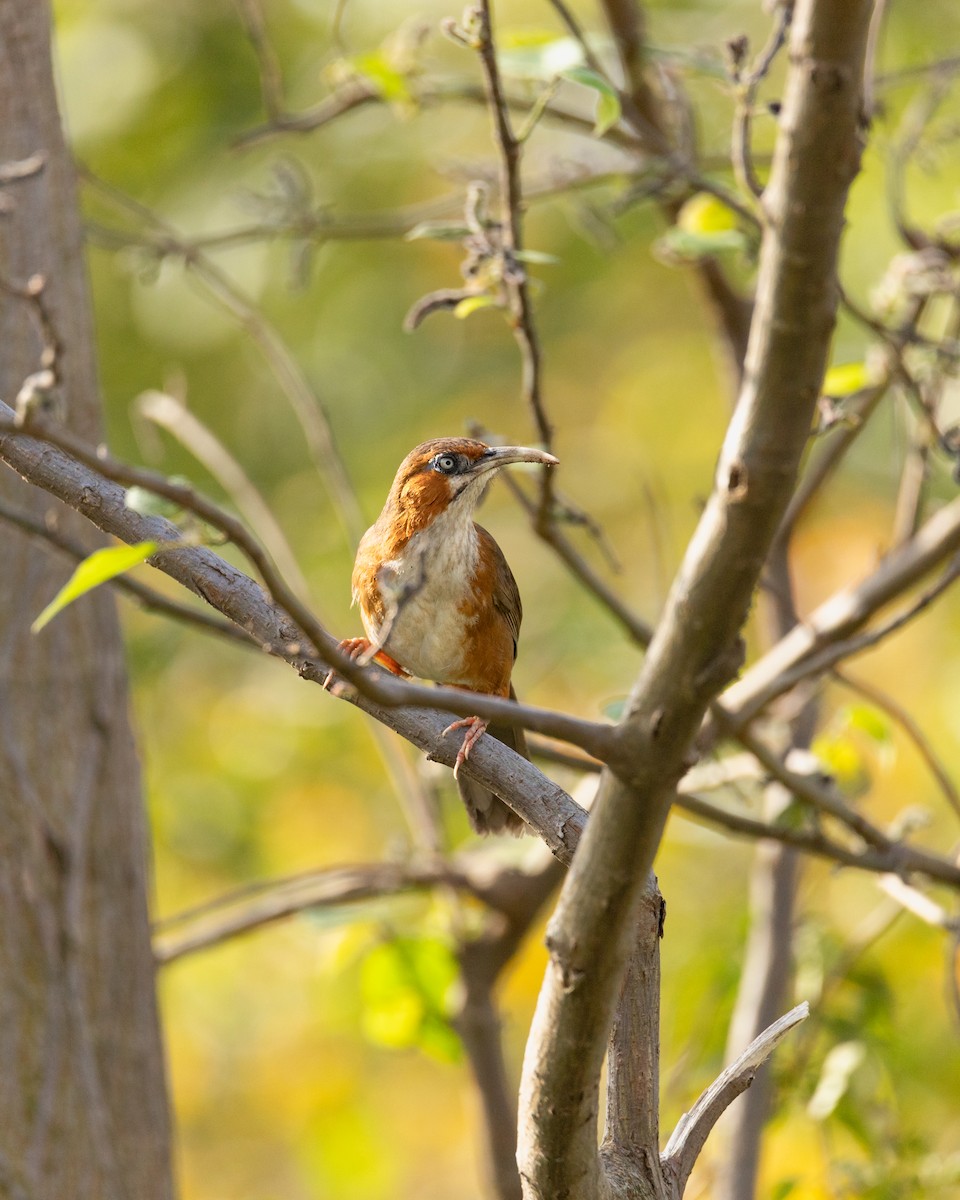 Rusty-cheeked Scimitar-Babbler - ML584639721