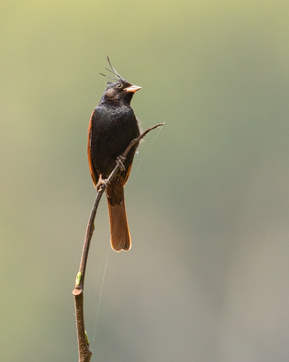 Crested Bunting - ML584641411