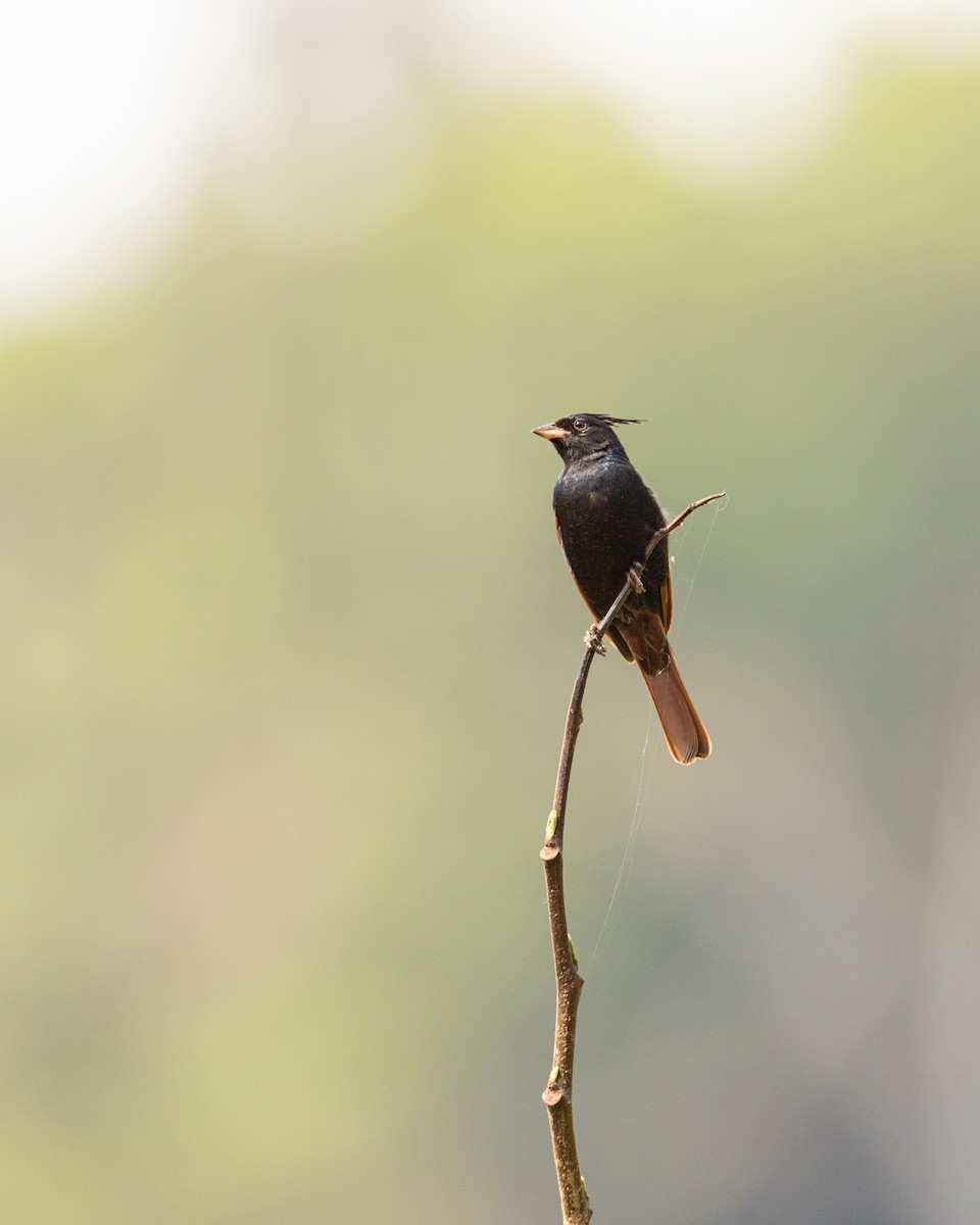 Crested Bunting - ML584641441