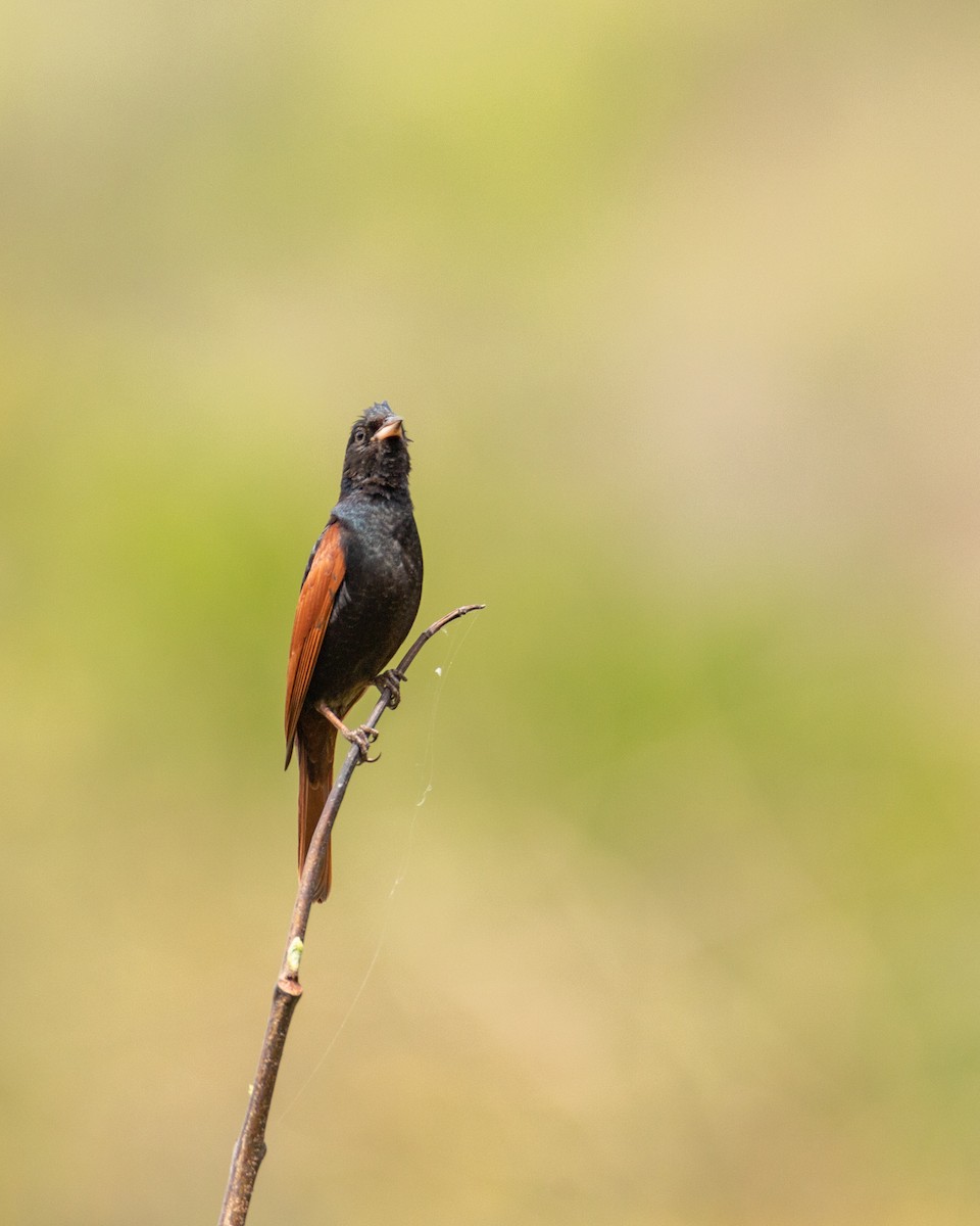 Crested Bunting - ML584641451