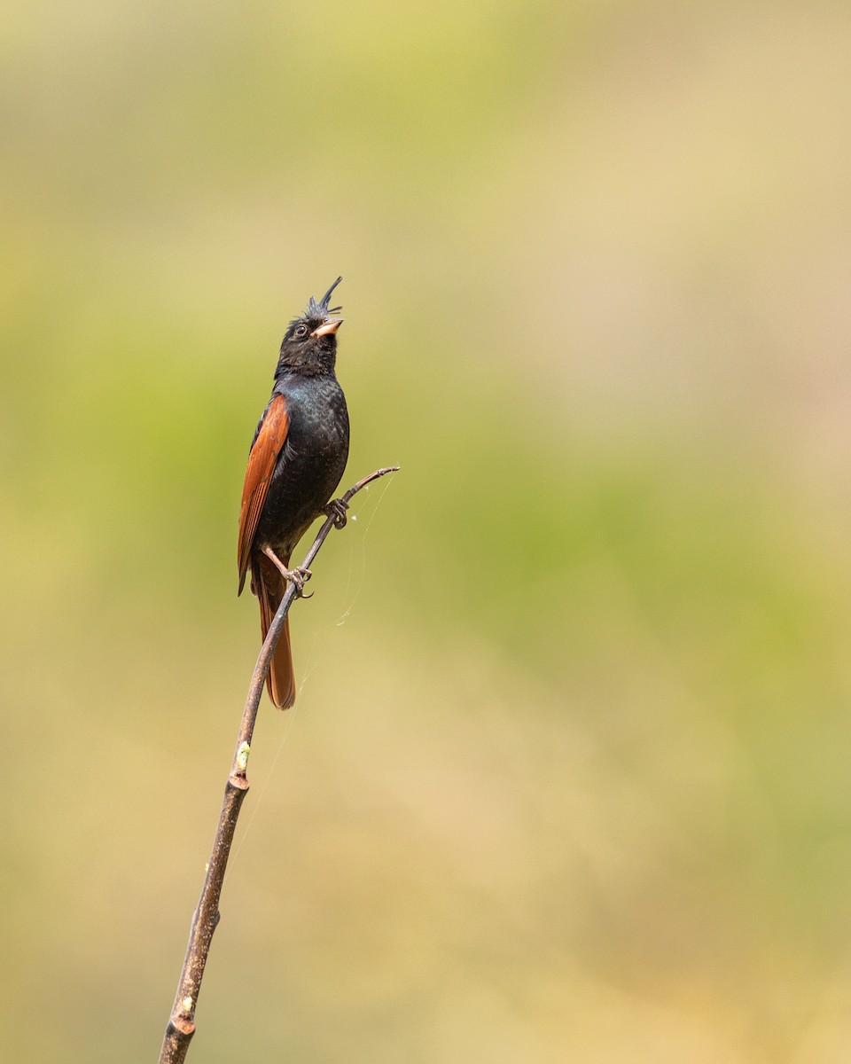 Crested Bunting - Muhammad Hamza