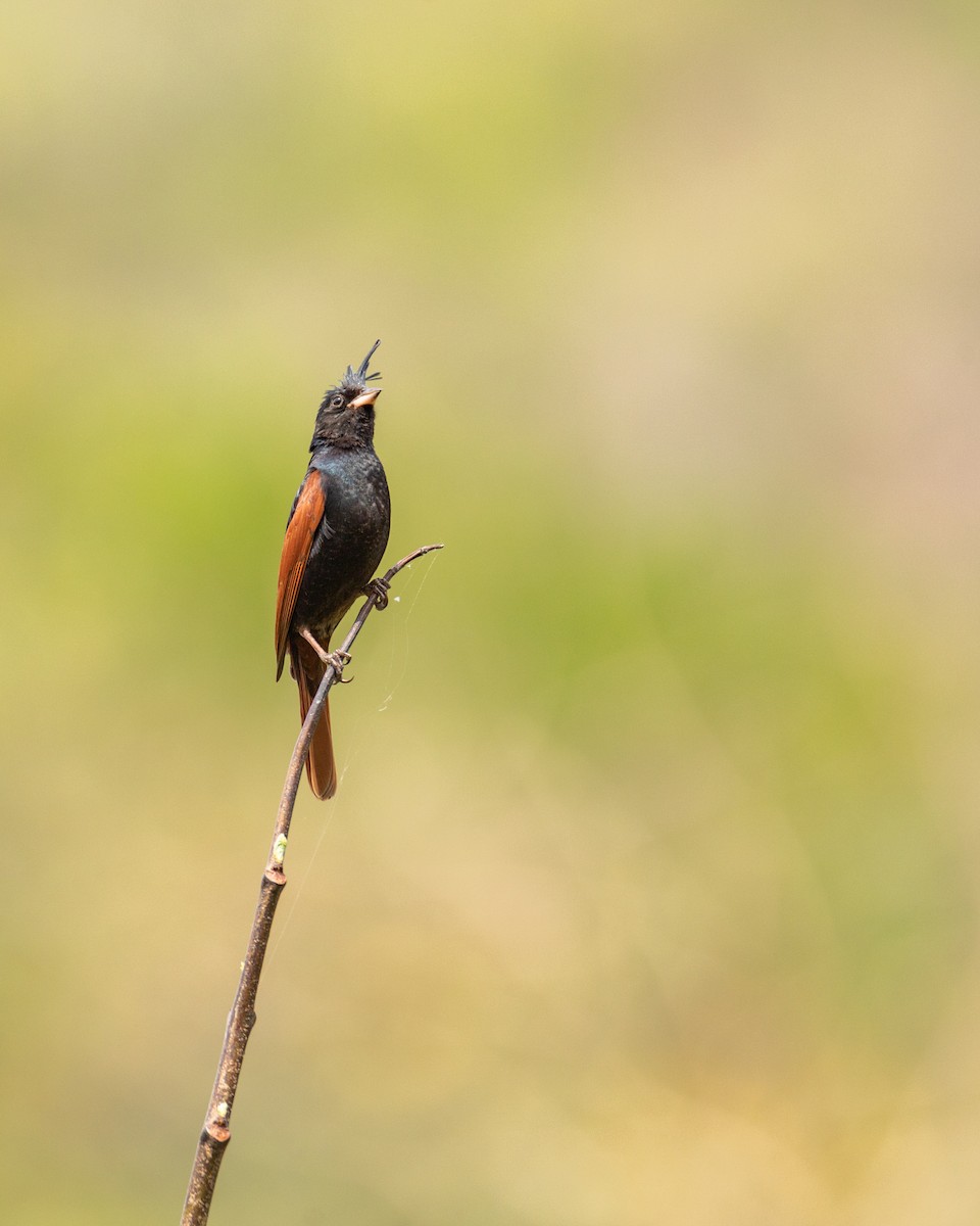 Crested Bunting - ML584641481