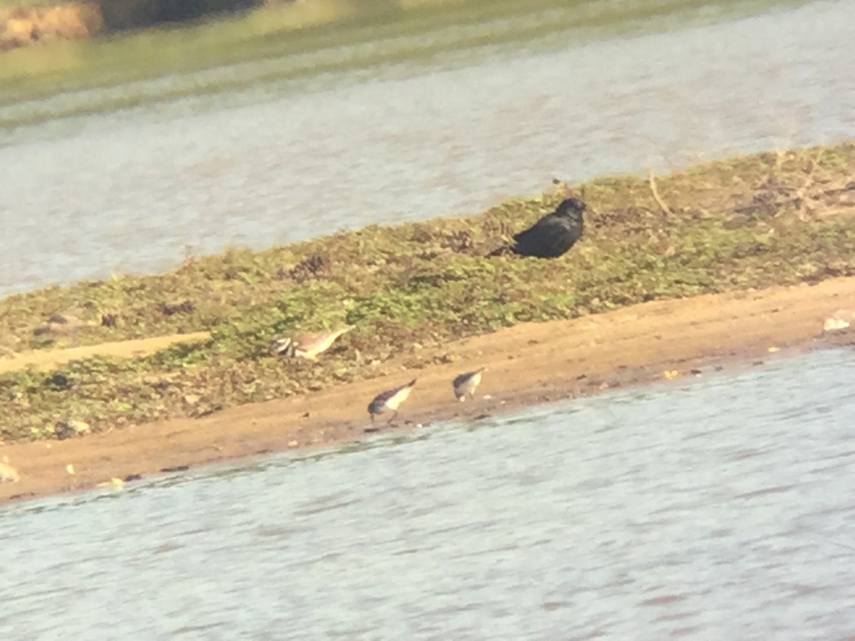 White-rumped Sandpiper - ML58464201