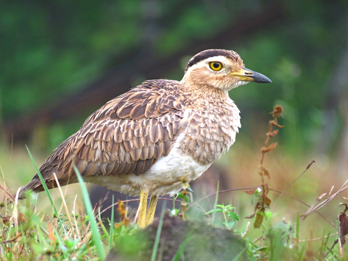 Double-striped Thick-knee - ML584642021