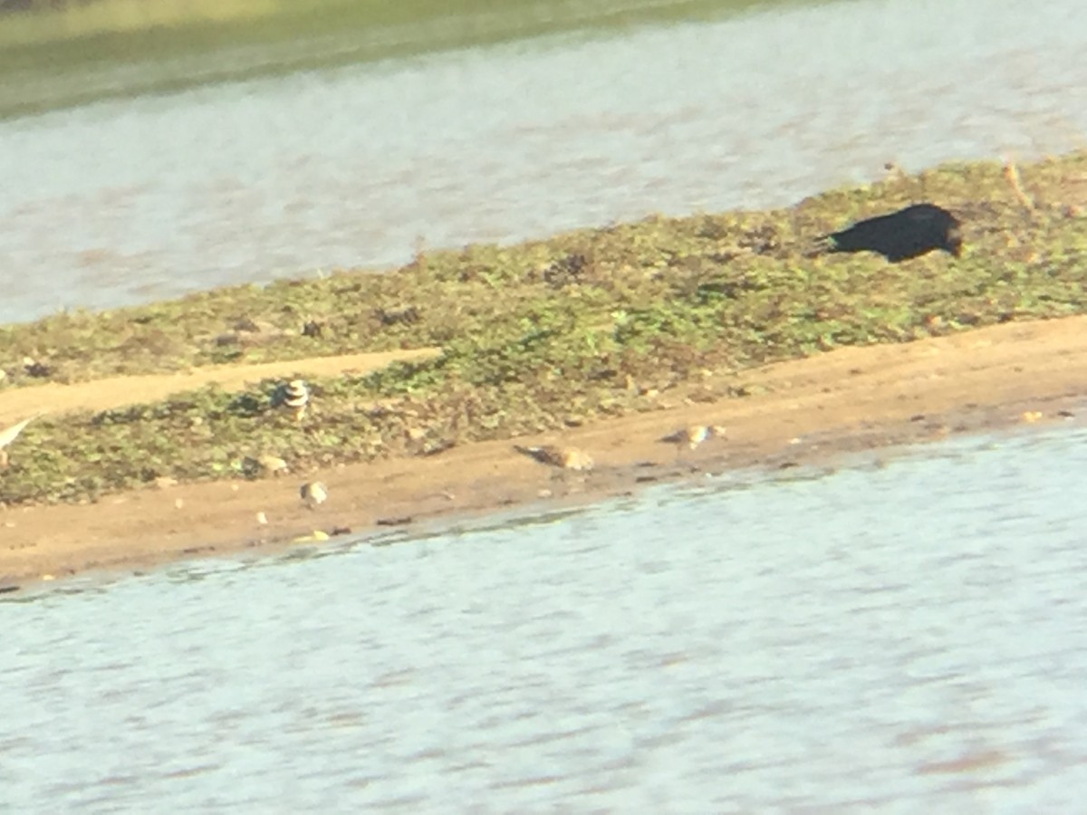 White-rumped Sandpiper - ML58464211