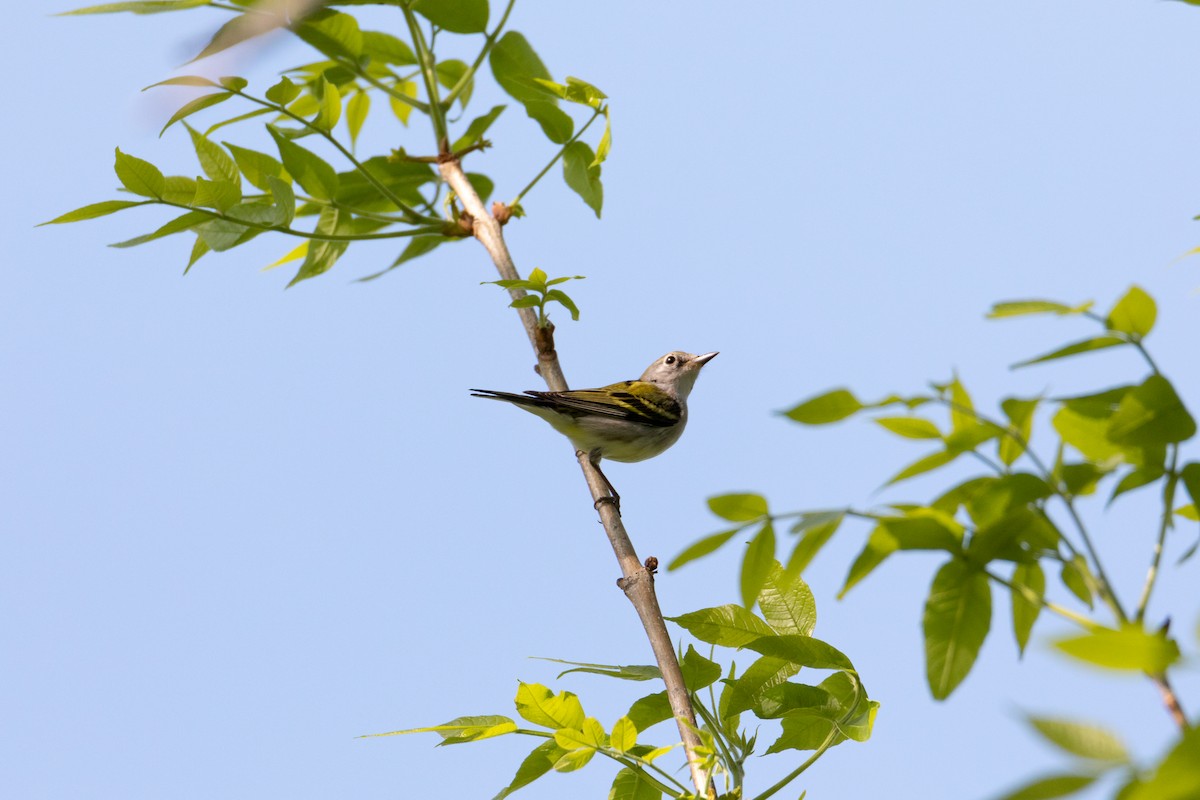 Chestnut-sided Warbler - ML584642861