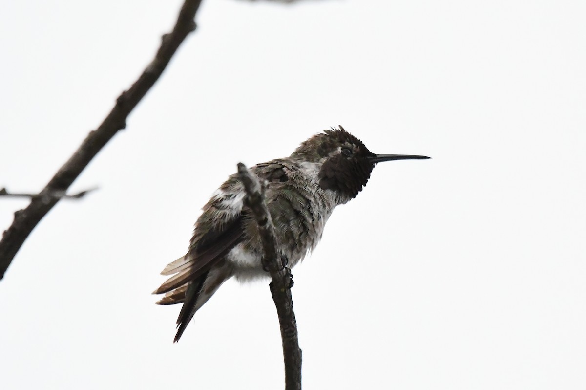 Anna's Hummingbird - ML584643391