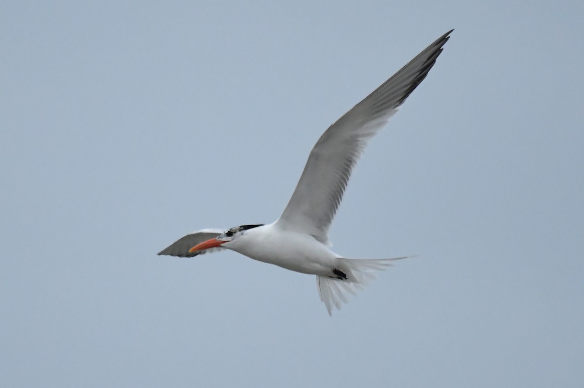 Royal Tern - ML584643431