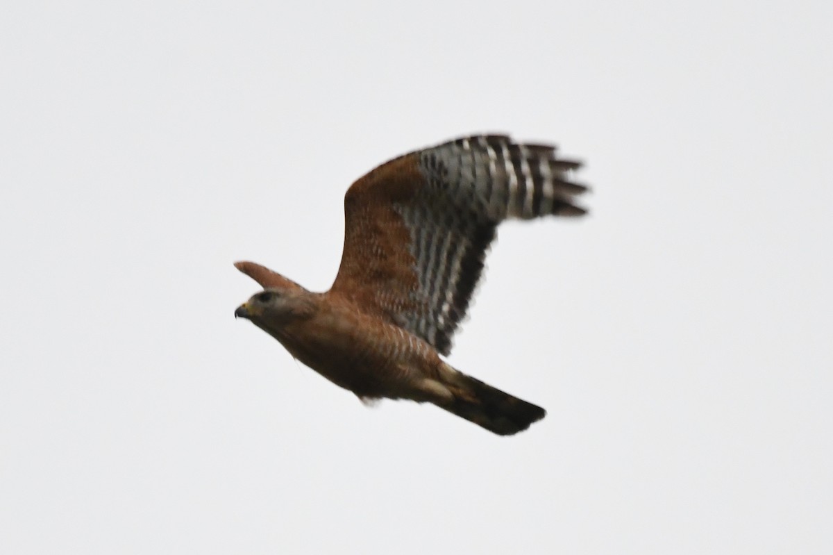 Red-shouldered Hawk - ML584643481