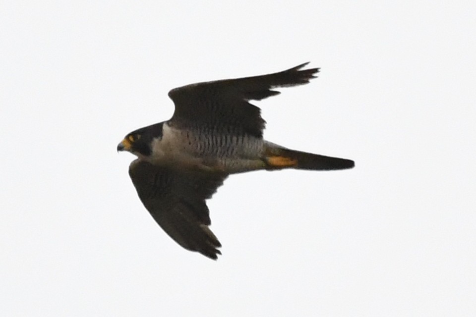 Peregrine Falcon - ML584643591