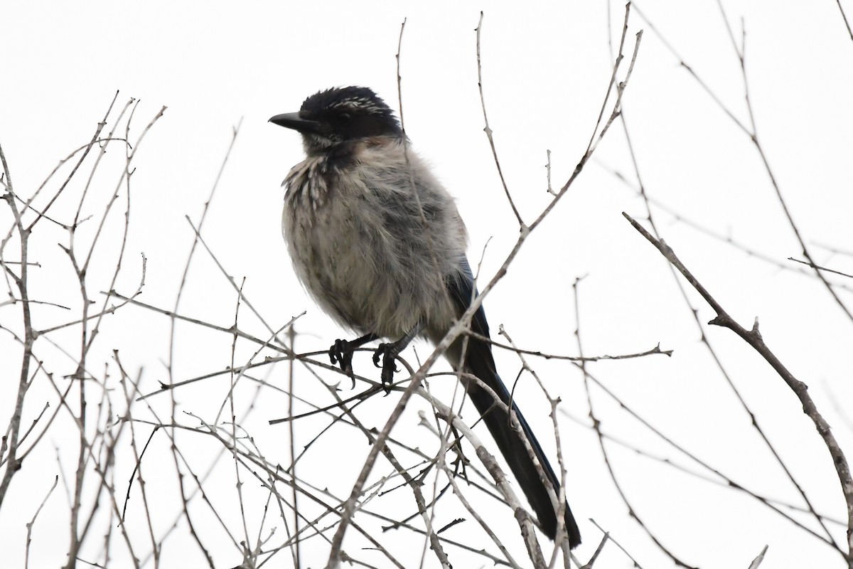 California Scrub-Jay - ML584643611