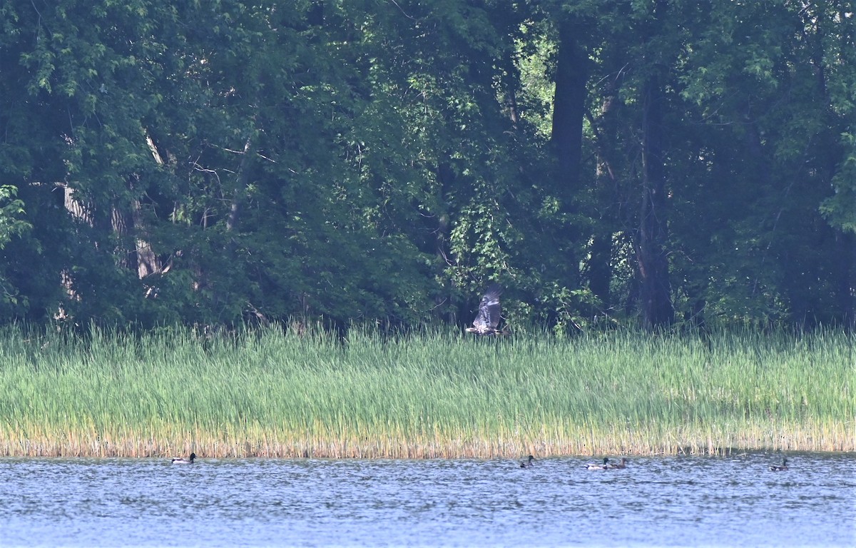 Bald Eagle - ML584643621