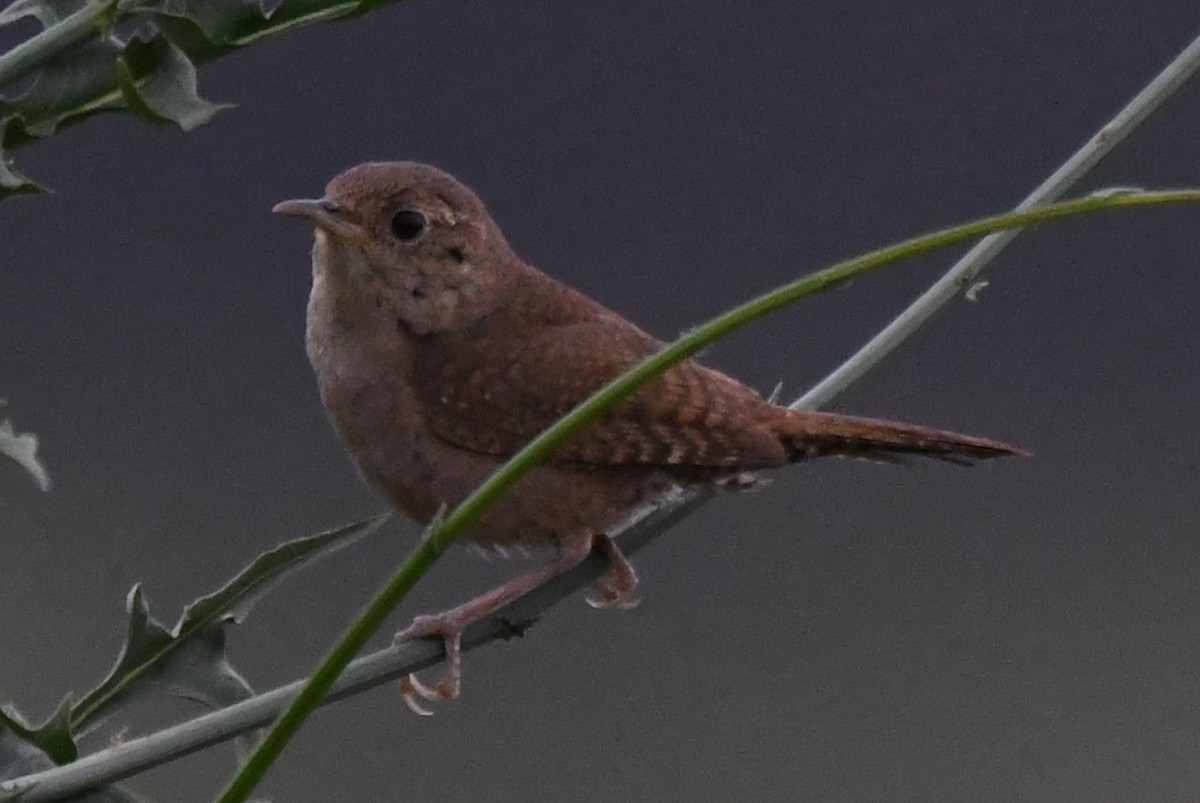 House Wren - ML584643651