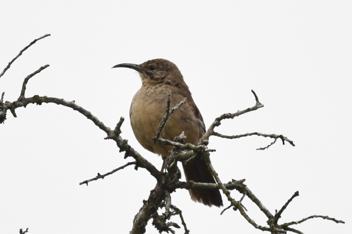 California Thrasher - ML584643701