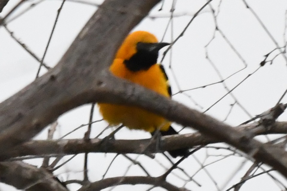 Hooded Oriole - ML584643711