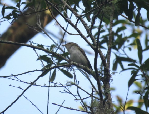 Red-eyed Vireo - ML584643851