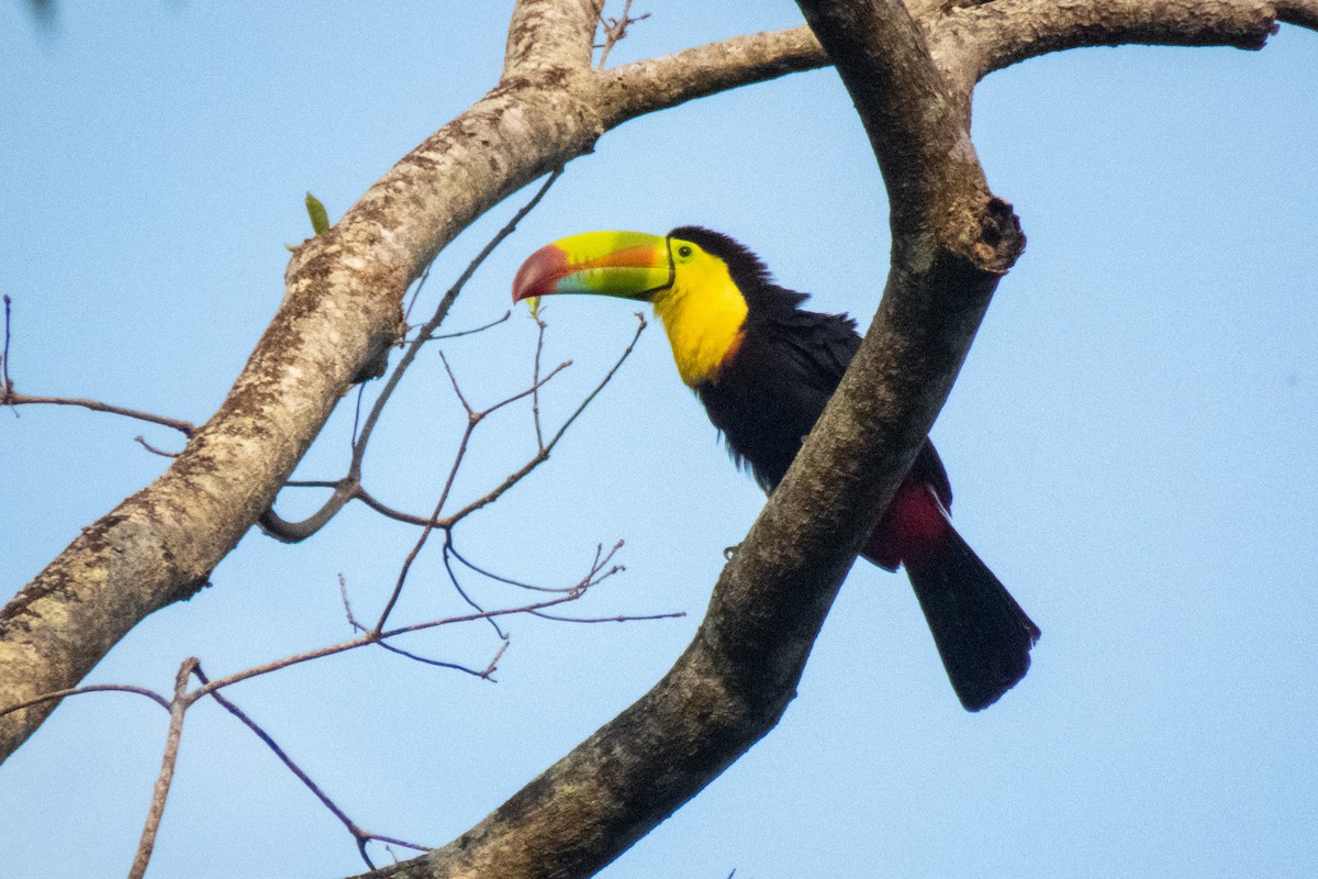 Keel-billed Toucan - ML584644111