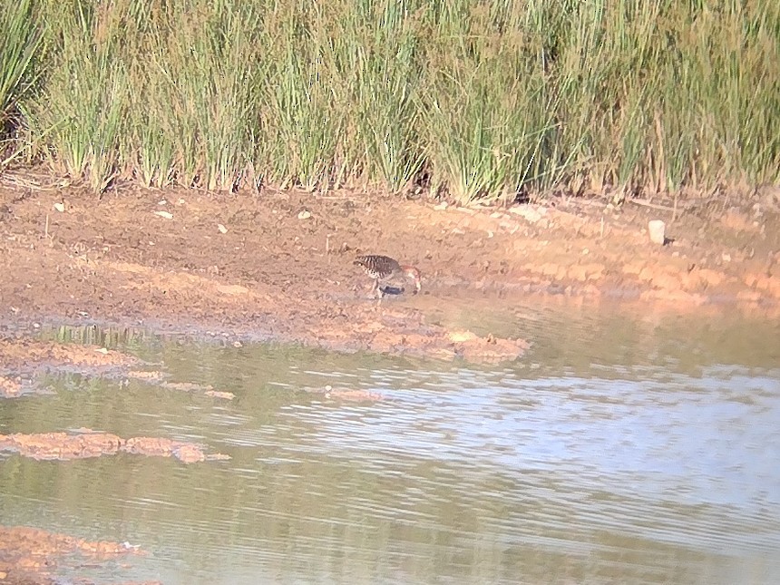 Slaty-breasted Rail - ML584644461