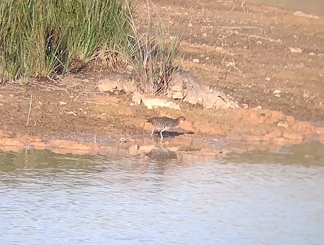 Slaty-breasted Rail - ML584644471