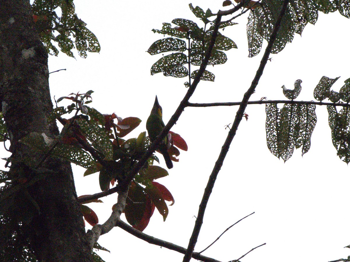 barbet zlatovousý (ssp. chrysopogon/laetus) - ML584644601