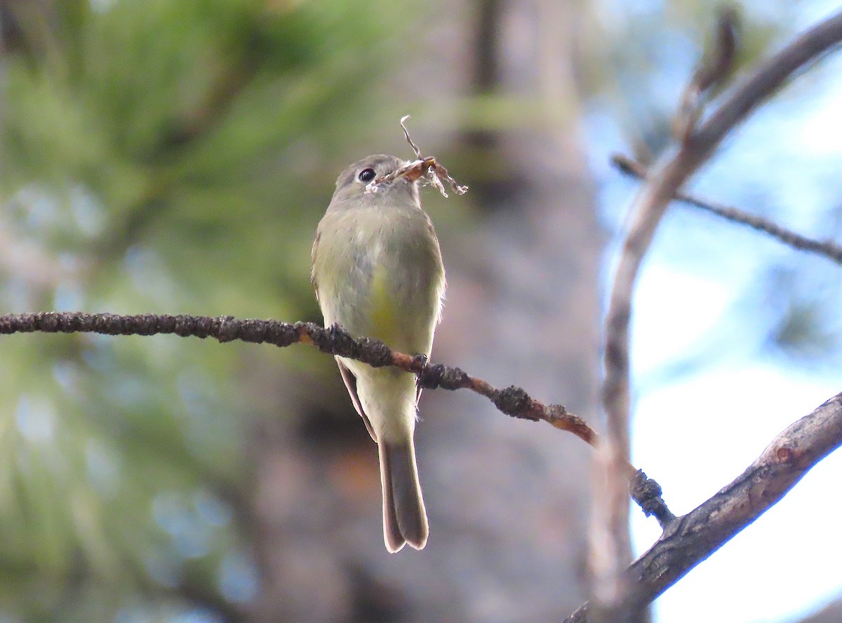 Hammond's Flycatcher - Ted Floyd