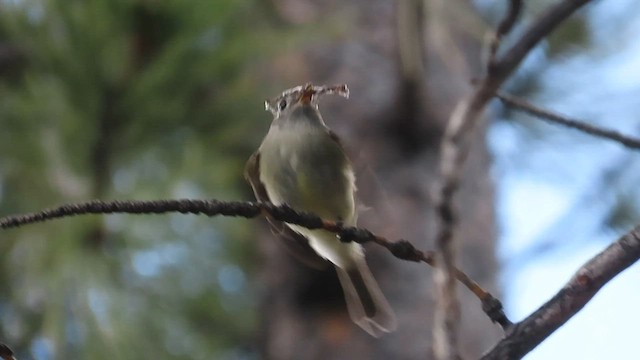 Hammond's Flycatcher - ML584645251