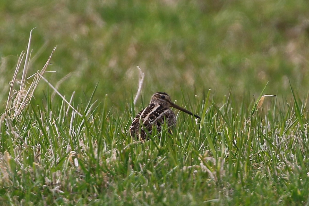 Latham's Snipe - ML584645401