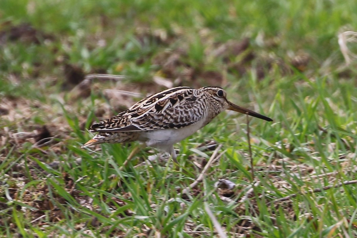 Latham's Snipe - ML584645621