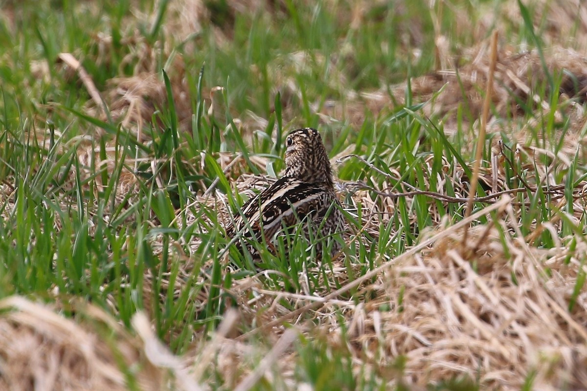 Latham's Snipe - ML584645721