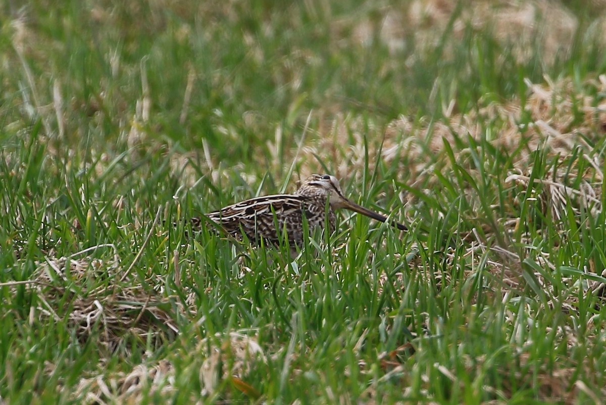 Latham's Snipe - ML584645731