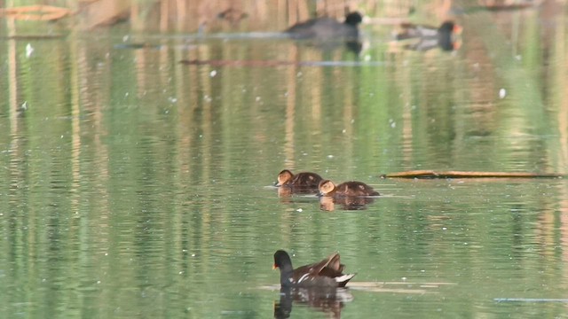 Ferruginous Duck - ML584645821