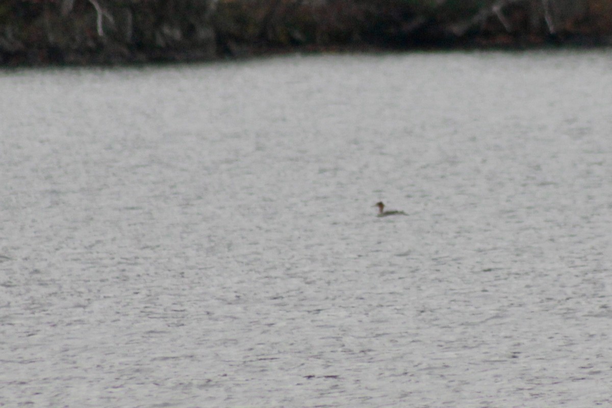 Red-breasted Merganser - ML584646201