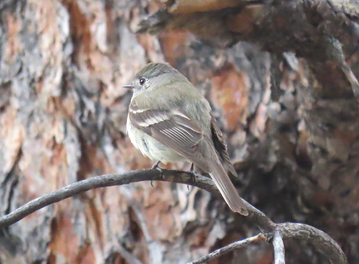 Hammond's Flycatcher - ML584646211