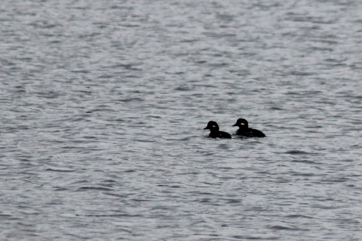 Bufflehead - ML584646561