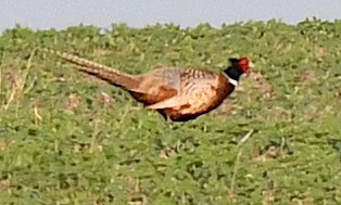 Ring-necked Pheasant - ML584647031
