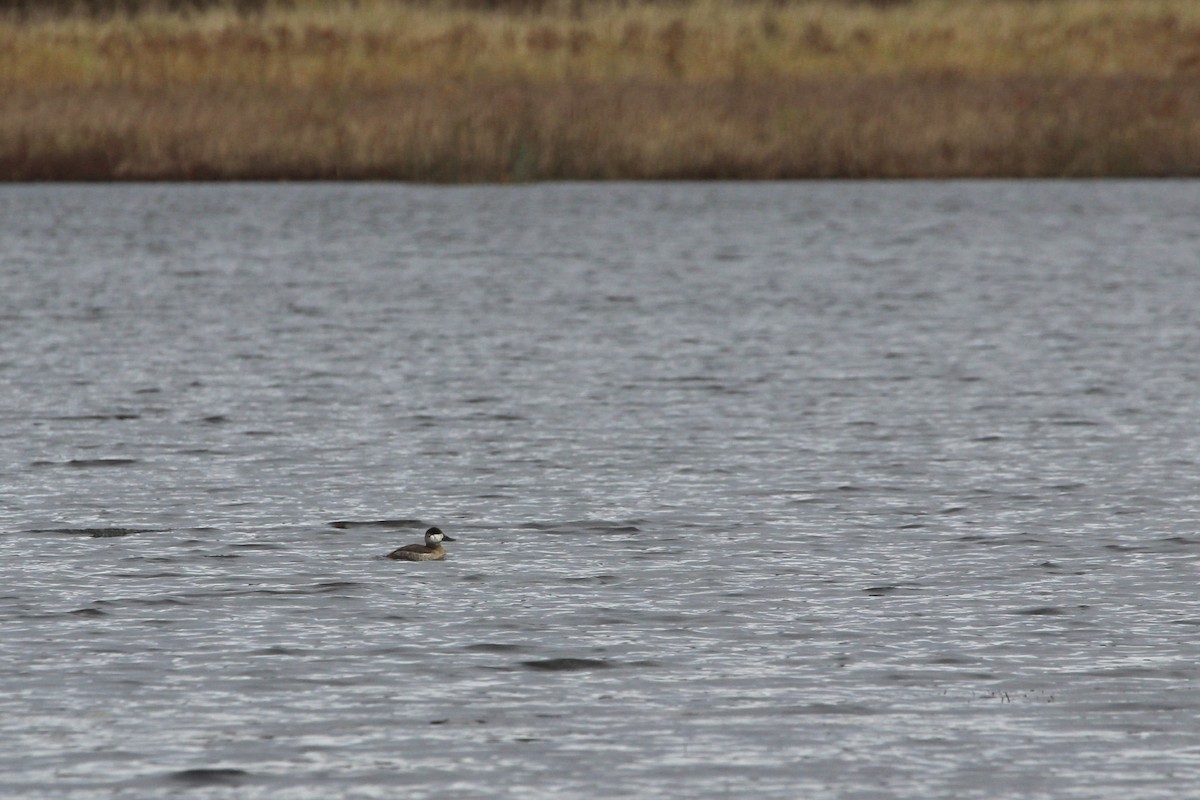 Ruddy Duck - ML584647081