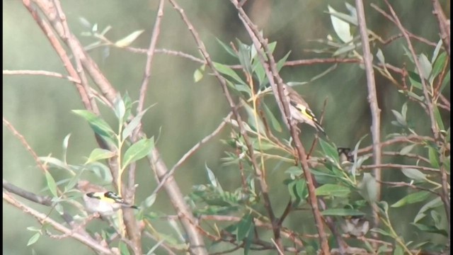 European Goldfinch - ML584647191