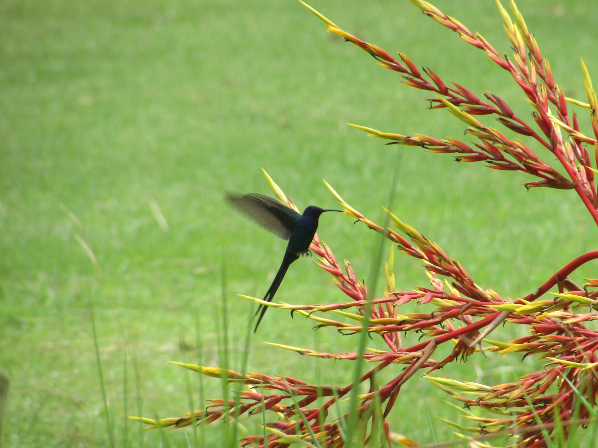 Colibri hirondelle - ML584648931