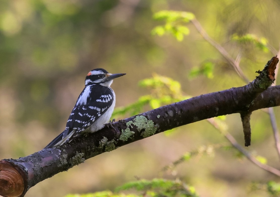 Hairy Woodpecker (Eastern) - ML584649281